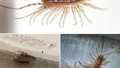 Photo of Why You Should Never Kill a House Centipede if You Find One Inside Your Home