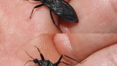 Photo of “What to Do if You’re Bitten by an Assassin Bug: Important Steps for Treatment”