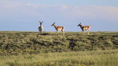 Photo of Secluded Mountain Retreat on 40+ Acres Near Casper, Wyoming $64,500