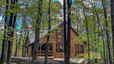 Photo of Welcome to “Into the Forest”