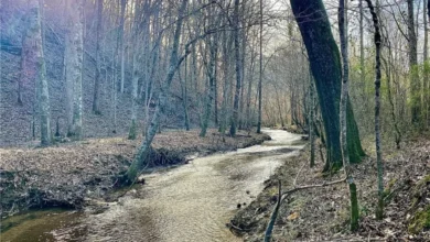 Photo of 57 Acres with Creek – No Restrictions